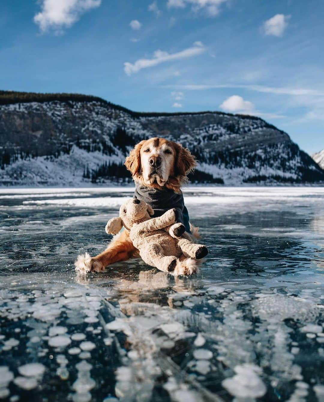 Earth Picsさんのインスタグラム写真 - (Earth PicsInstagram)「@mycaninelife and her golden retriever, @gumbowithshrimp , the dynamic duo you'll likely encounter on hiking trails or anywhere adventure calls. Gumbo and his plushie look-alike have been inseparable since Hana bought Shrimp from IKEA in 2017. Shrimp quickly became Gumbo's best friend 🐾   📷: @mycaninelife \ @gumbowithshrimp」11月18日 12時43分 - earthpix