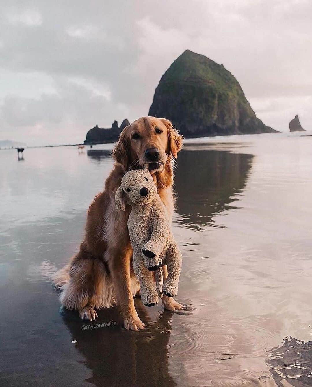 Earth Picsさんのインスタグラム写真 - (Earth PicsInstagram)「@mycaninelife and her golden retriever, @gumbowithshrimp , the dynamic duo you'll likely encounter on hiking trails or anywhere adventure calls. Gumbo and his plushie look-alike have been inseparable since Hana bought Shrimp from IKEA in 2017. Shrimp quickly became Gumbo's best friend 🐾   📷: @mycaninelife \ @gumbowithshrimp」11月18日 12時43分 - earthpix