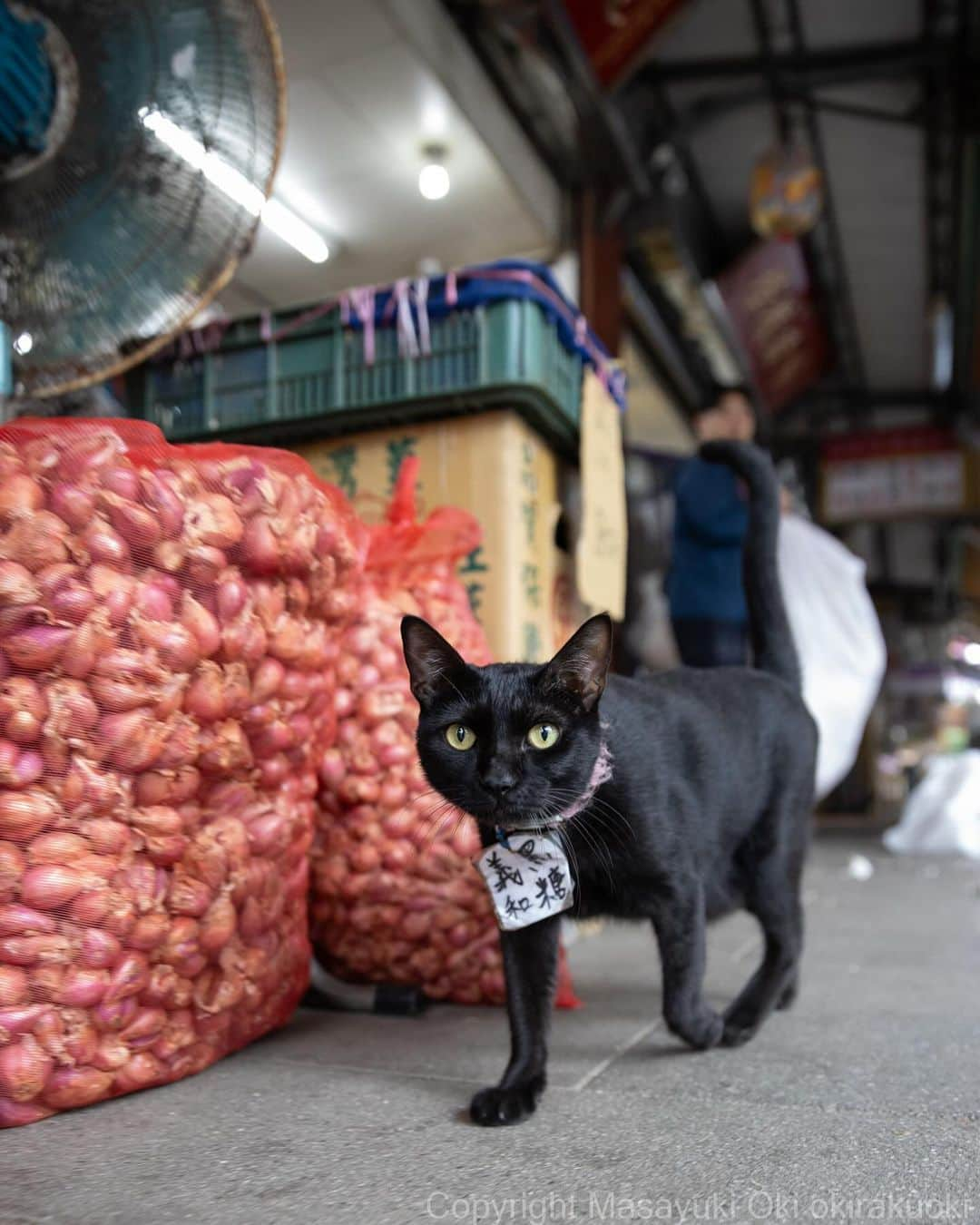 Masayukiさんのインスタグラム写真 - (MasayukiInstagram)「黑糖 義和さん。  #cat #ねこ #猫 #東京カメラ部 #nekoclub  #yourshotphotographer  #my_eos_photo」11月18日 12時46分 - okirakuoki