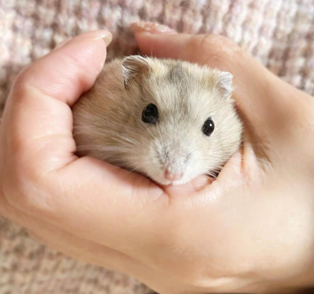 hamster_mocoのインスタグラム