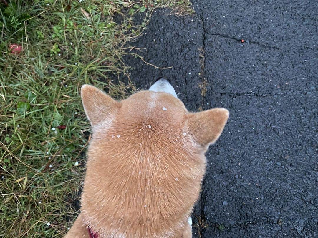 がんちゃんさんのインスタグラム写真 - (がんちゃんInstagram)「朝は雪予報だったてんタッキー地方。急でタイヤ交換間に合わずだったのでドキドキしてたけどアラレ？で済んだみたい。しかし寒い🥶」11月18日 13時22分 - kota2ann