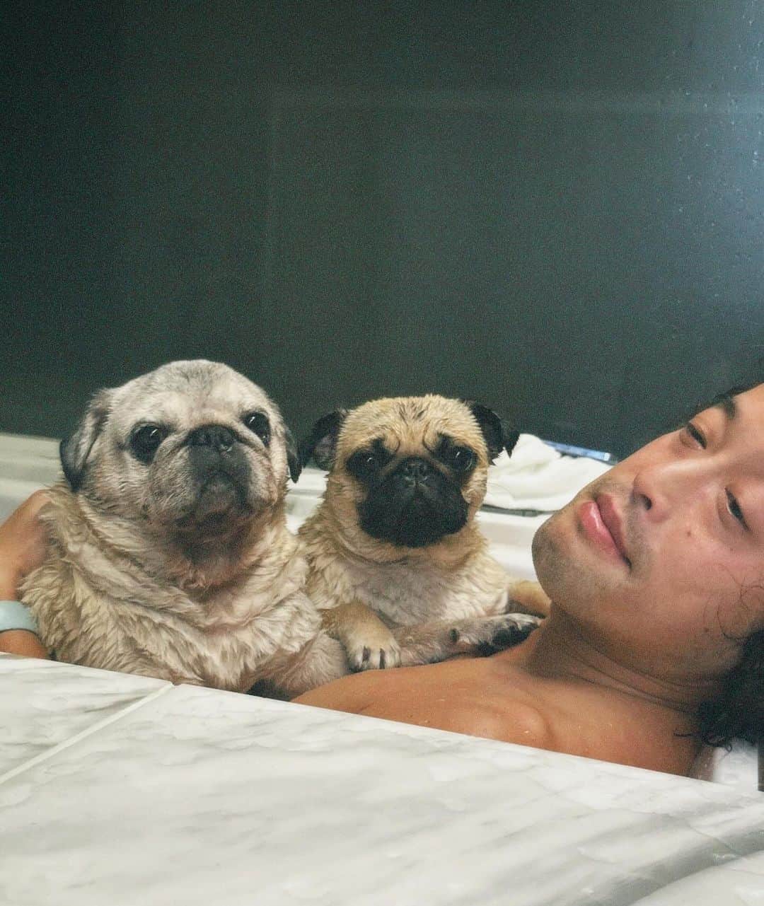 やついいちろうさんのインスタグラム写真 - (やついいちろうInstagram)「こぶしとこはだと私  一緒にお風呂  #pug #pugs #puglife #puglove #パグ #パグスタグラム #うちの犬がおじいちゃんになっちゃった」11月18日 13時34分 - yatsuiichiro
