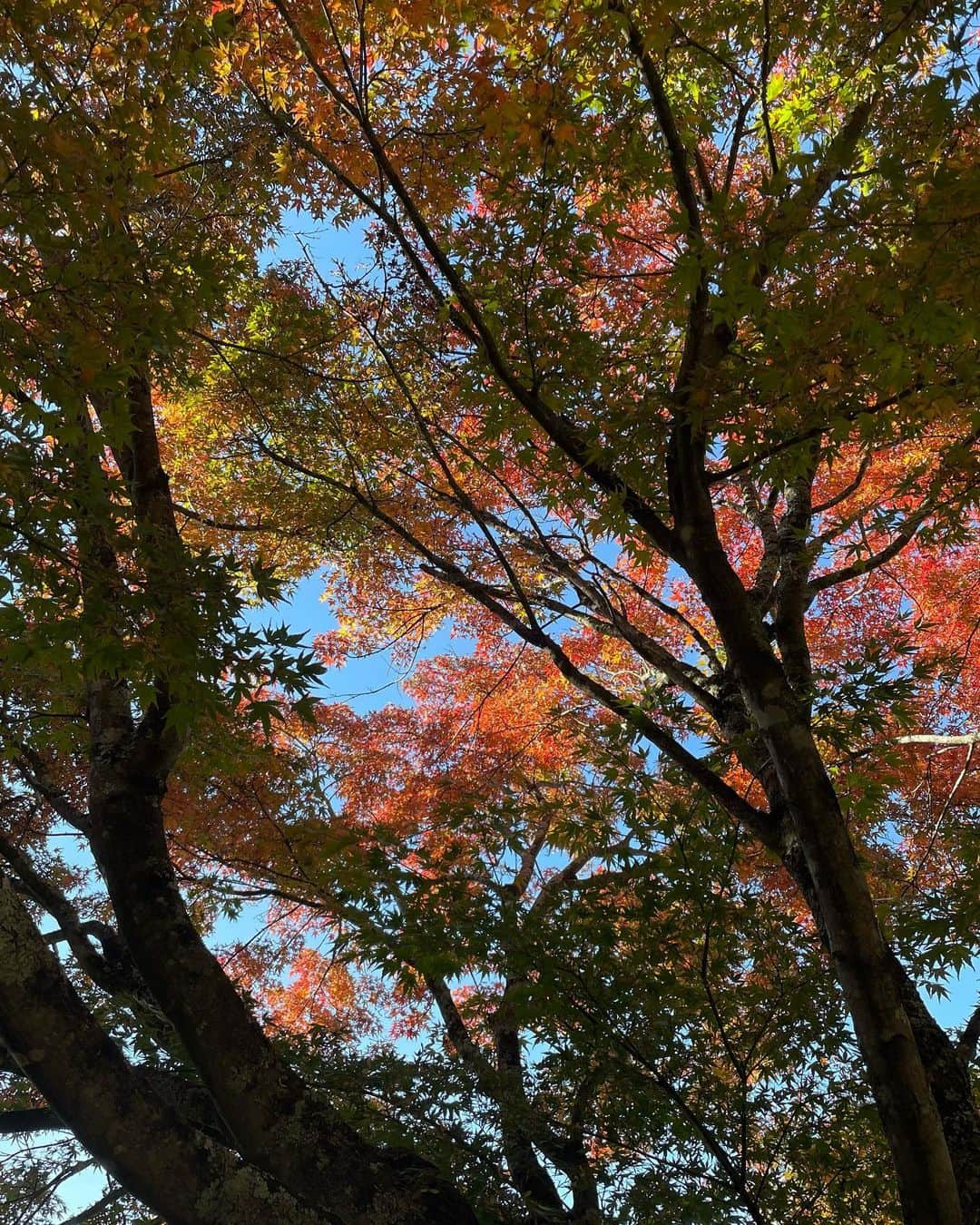 小松菜奈さんのインスタグラム写真 - (小松菜奈Instagram)「🍂」11月18日 14時50分 - konichan7