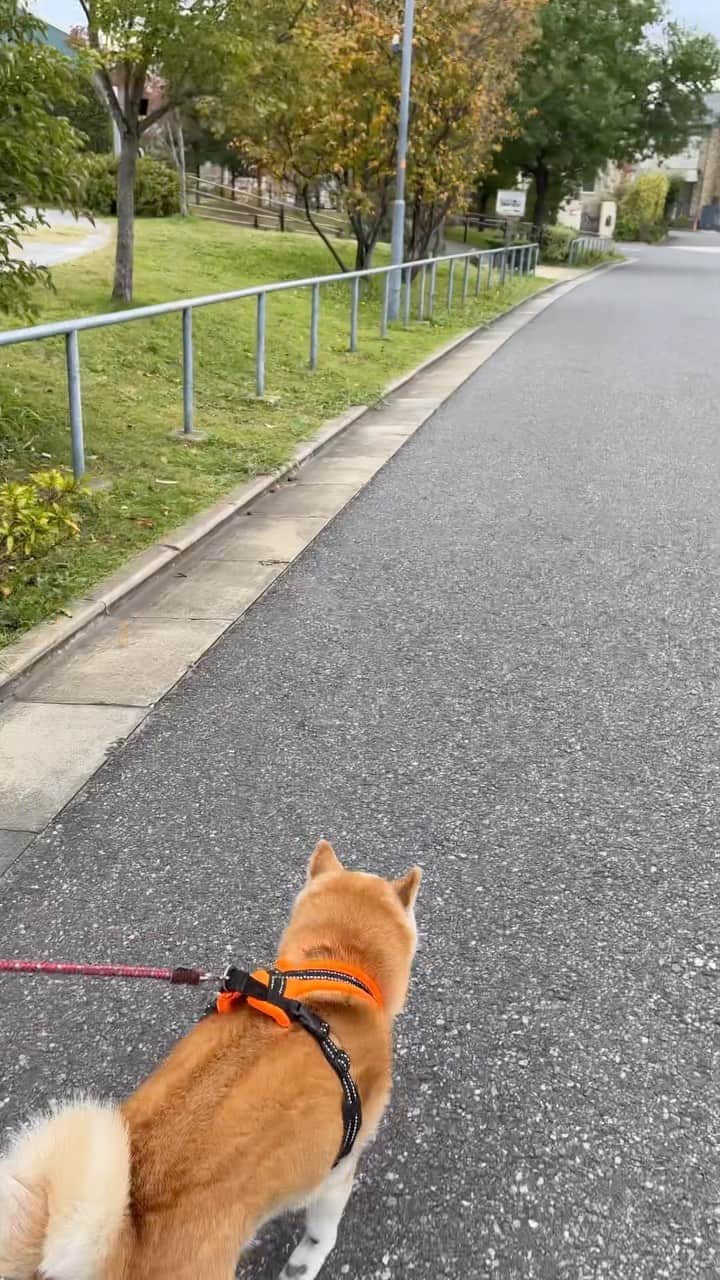 meekooのインスタグラム：「秋も深まってきましたね。公園のハナミズキが赤く紅葉していました。りんごさん元気にしています🍎 2023.11.18 #15歳9ヵ月」