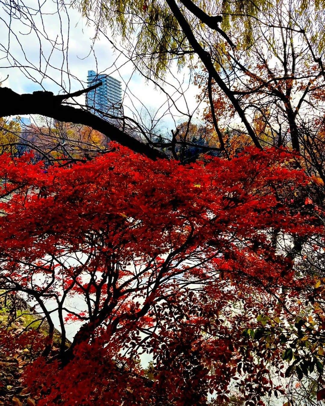 美川憲二さんのインスタグラム写真 - (美川憲二Instagram)「食べたら、中島公園を　ウォーキングよ〜🚶‍♀️☀️🌈🌈🍁🍁🍁🍂🍂🍂🍂  まだ　少しだけ　札幌　紅葉残ってたわよ〜🥹😅🍁🍁🍁👍👍👍  お天気も良いし☀️🌈🌈  ルンルン気分で　公園ウォーキングよ〜😃😄✌️✌️  中島公園‼️🍁  中島公園‼️🍁🍁  それそれ〜😄😃🍁🍁🍁⤴️⤴️ #中島公園 #札幌 #紅葉散歩 #ウォーキング #ルンルン気分 #美川憲一 #美川憲二 #ヒデコフランセスカ #オネェ系 #ものまね」11月18日 15時46分 - mikawakenji