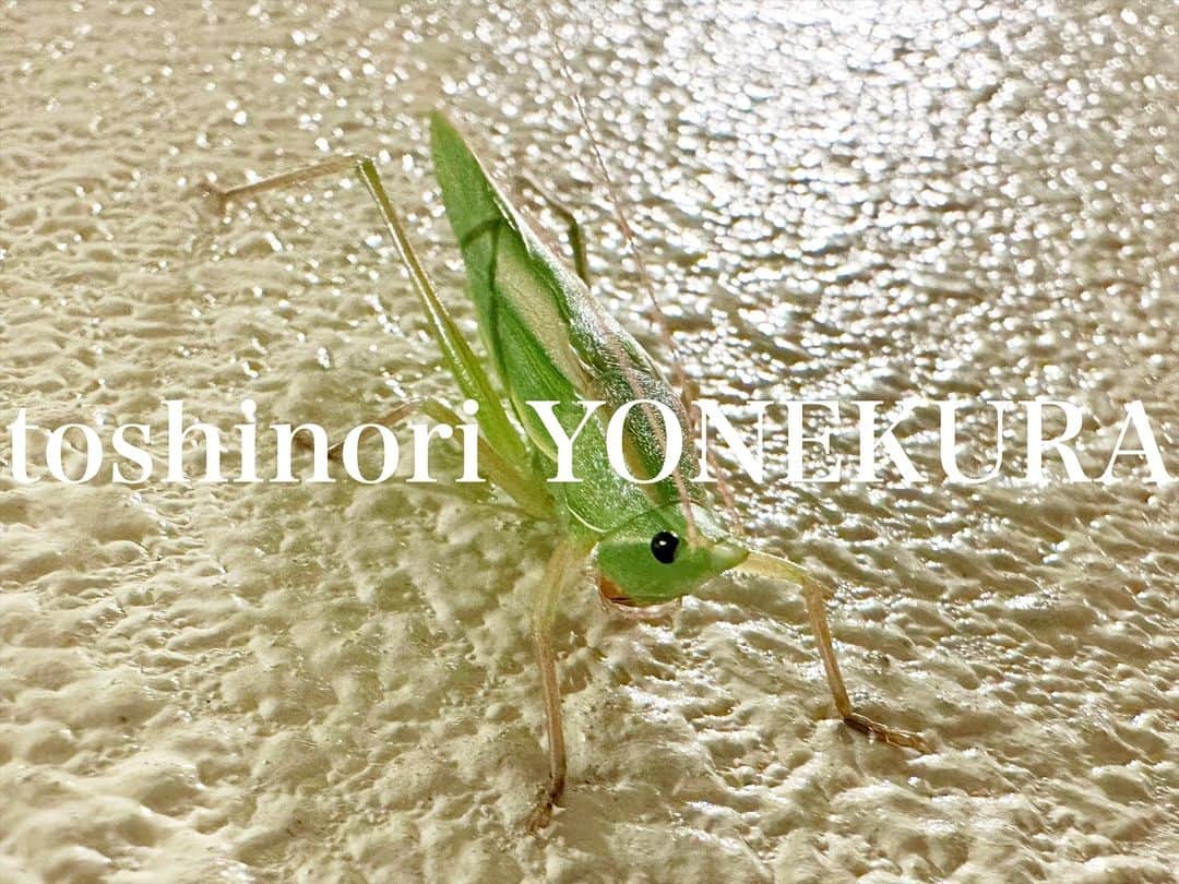 米倉利紀さんのインスタグラム写真 - (米倉利紀Instagram)「こんばんは、おじゃまします😊  #お客様」11月19日 1時27分 - toshi_yonekura