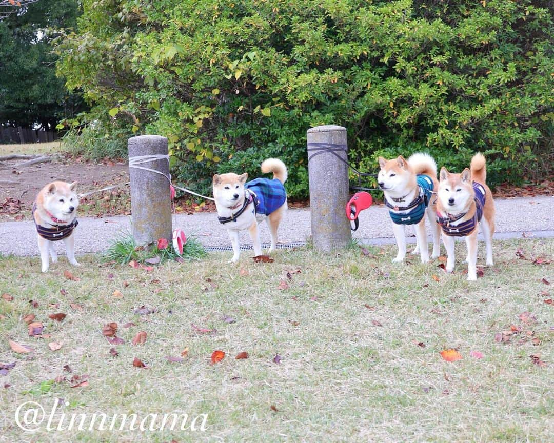 linnmamaのインスタグラム：「大高緑地公園お散歩会に参加させていただきました😍〜Instagramでおつきあいのある @asu_natsu_sou さんに誘っていただき、ドキドキしながら参加した秋田犬と柴犬のお散歩会🐾〜「初めまして」のみなさんとワンコたちに会えてすごく楽しかったです❤️〜①4柴たち（だけじゃないですよ）😊〜②柴犬いっぱいパラダイス🥰〜③心虹ちゃん @mackey.u_u と💕〜先代の空ちゃんのときから会いたいなぁって思ってて、やっと会えました‼️〜④声をかけてくださった @asu_natsu_sou さんのところの飛鳥君、菜月ちゃん、蒼龍君と💕〜⑤心虹ちゃん、ハツちゃん、ユーク君 @hatu_yuku 、大和君　@shiba_wankoyamato 〜⑥でっかいけど可愛い秋田犬たち〜⑦とにかくたくさんの和犬たち〜写ってないコがいたらごめんなさい🙇‍♀️〜お名前も覚えきれませんでした😅〜⑧楽しいお散歩会の後は若草山のてっぺんで紅葉をバックに📷〜ご一緒いただいたみなさん、ありがとうございました😊〜またお会いできる日を楽しみにしています🥰 ＊ ＊ ＊ #柴犬#dog #柴犬凜の勇気凜々every day #shibastagram #my_eos_photo #eosr6 #eosr10  #ドッグフォトグラファーズ #iphone12 #iphone12promax  #2024凜ファミリーカレンダー発売中 #プロフィール欄からどうぞ #Amazon、楽天でも販売中 #お散歩会  #大高緑地公園  #写活」