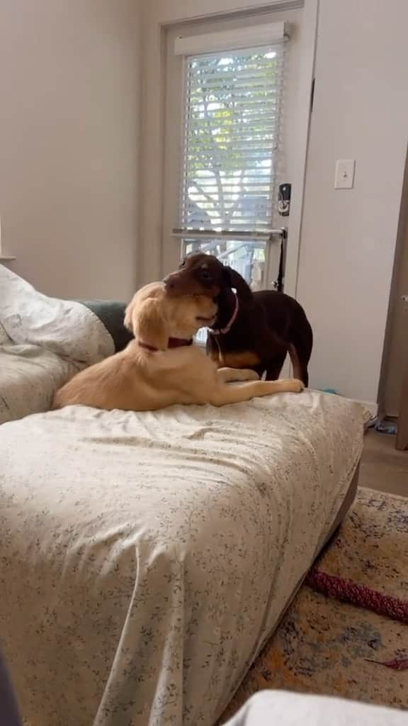 DogsOf Instagramのインスタグラム：「Penny’s fault for being so delicious 😋 (Fetched with permission @brooklyntini11 ft @carteranne123 on tiktok) Does your dog have a bestie? 🐕  #dogbesties #dogbestfriend #puppylove #doglove #lovebites #dogsofinstagram」