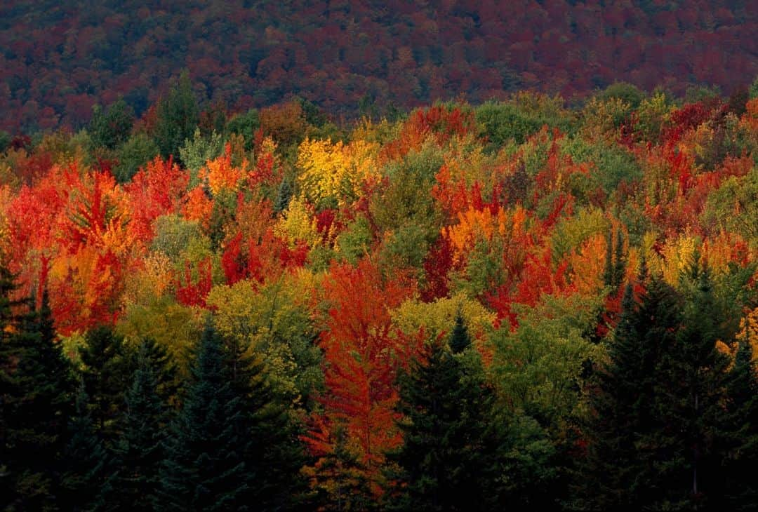 ナショナルジオグラフィックさんのインスタグラム写真 - (ナショナルジオグラフィックInstagram)「Photo by @yamashitaphoto | Fall foliage at its peak in Vermont’s Northeast Kingdom: I was on assignment shooting a story on seasonal change in this remote area famous for its forests of sugar maples. It was an overcast day with occasional breaks in the clouds—my favorite kind of light—what I call in-and-out sunshine. I focused on a burst of light lasting only a few seconds to capture this quintessential Vermont landscape.」11月19日 2時00分 - natgeo