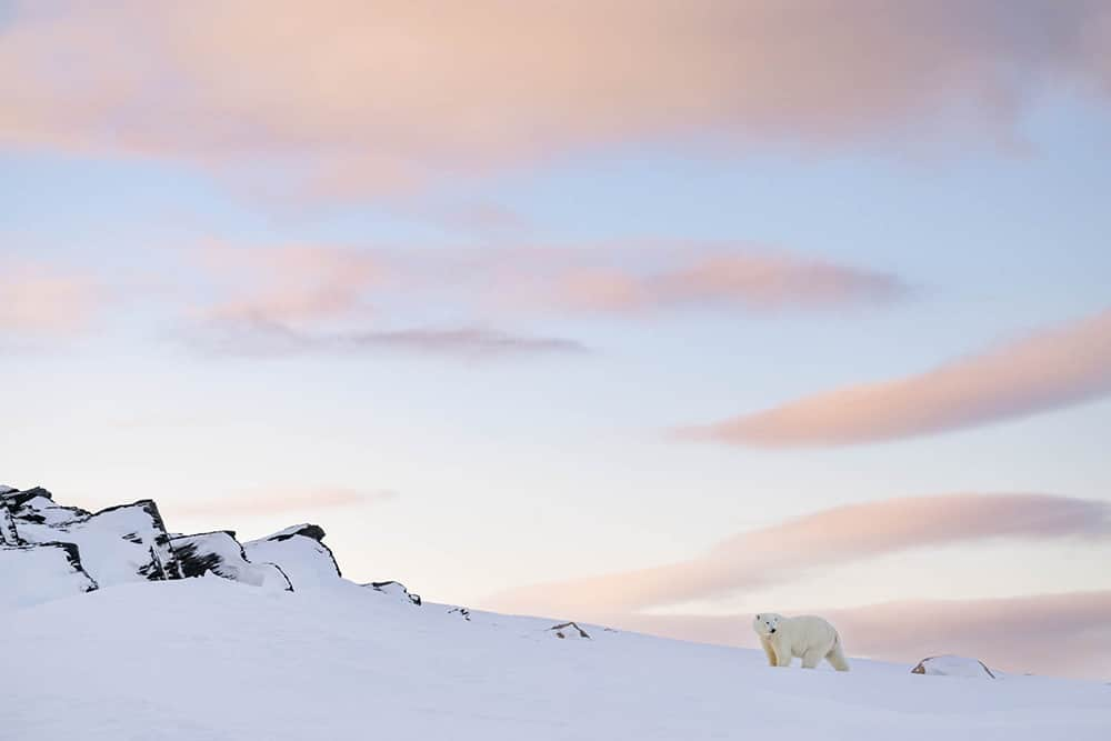 National Geographic Travelさんのインスタグラム写真 - (National Geographic TravelInstagram)「Photo by @daisygilardini | This year winter descended early in Norway’s Svalbard archipelago. In late September, I captured this image of a polar bear meandering along the seashore, scavenging for sustenance. During this season, the sun hovers low on the horizon throughout the day, presenting photographers with incredible photo opportunities.   Follow me @DaisyGilardini for more images and stories from behind the scenes.」11月19日 2時30分 - natgeotravel