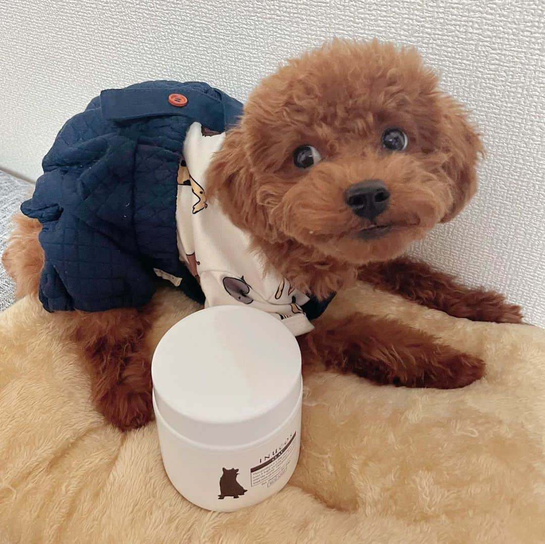 小林ひろみさんのインスタグラム写真 - (小林ひろみInstagram)「🐶🛁🐶🛁🐶  私の相棒カブレラ🐶の シャンプー🧴  @inucos_official_jp  のイヌコス クレイクレンジングシャンプー(犬用)  うちのカブはお風呂がめちゃくちゃ苦手で出来るだけ早く 終わってあげたいから シャンプー、トリートメント、エステパック、肉球ケアの工程がこれ1つで完了するとこが すごく助かるっ💓 しかま泥成分がしっかり汚れも落としてくれるし 匂いもワンコが好むラベンダーの香りがいい匂い💐💓  PR @inucos_official_jp #イヌコス #愛犬グッズ #犬用シャンプー #犬シャンプー #犬のお手入れ #犬のケア #わんこのいる暮らし #inucos」11月19日 2時41分 - kobahiro0312