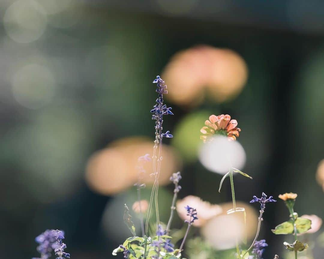 fuka_09さんのインスタグラム写真 - (fuka_09Instagram)「⁡ 陽だまりの中 ⁡ ⁡ #Zf #Nikoncreators NIKKOR Z 135mm f/1.8 S Plena ⁡」11月18日 18時05分 - fuka_09