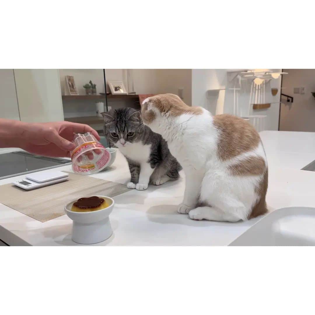 もちまるさんのインスタグラム写真 - (もちまるInstagram)「猫と同じお皿でプリンを食べてみたら猫たちの反応がかわいすぎましたwww」11月18日 18時00分 - catmotimaru