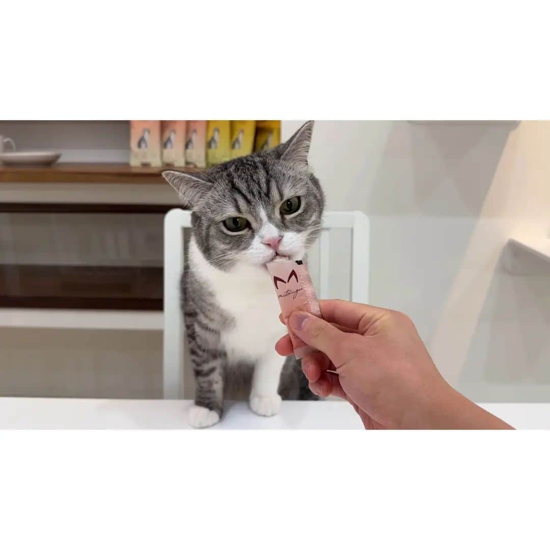 もちまるさんのインスタグラム写真 - (もちまるInstagram)「猫と同じお皿でプリンを食べてみたら猫たちの反応がかわいすぎましたwww」11月18日 18時00分 - catmotimaru