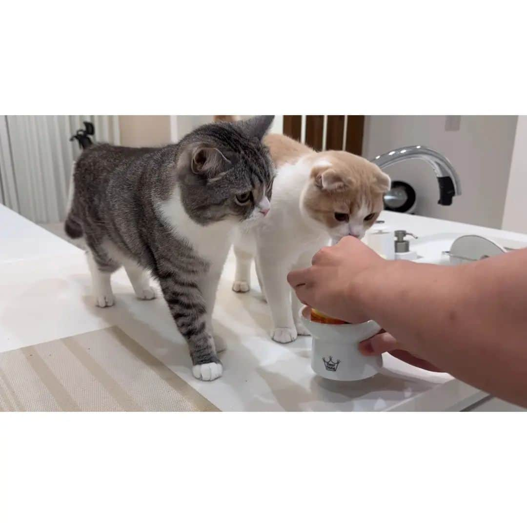 もちまるさんのインスタグラム写真 - (もちまるInstagram)「猫と同じお皿でプリンを食べてみたら猫たちの反応がかわいすぎましたwww」11月18日 18時00分 - catmotimaru