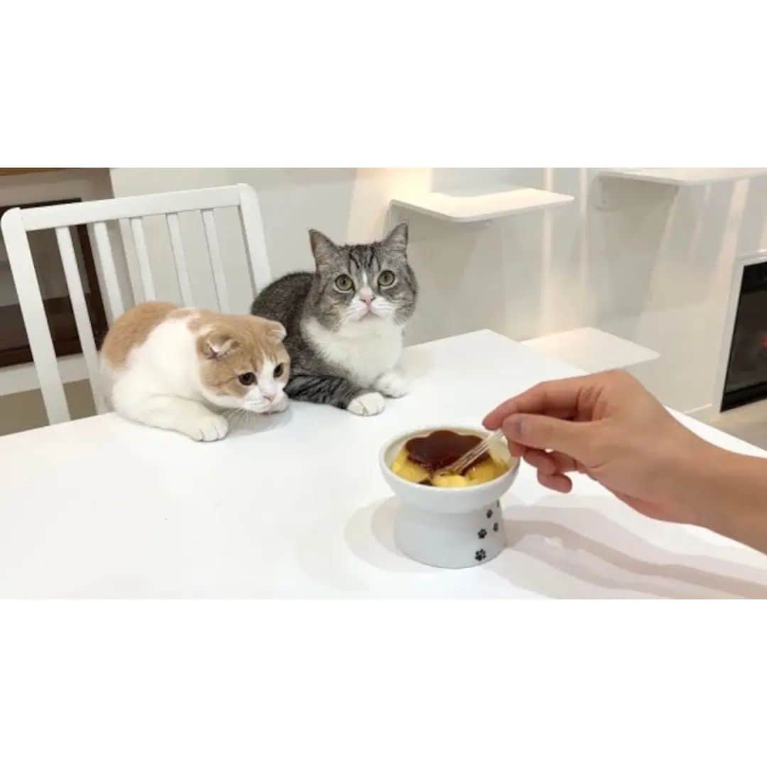 もちまるのインスタグラム：「猫と同じお皿でプリンを食べてみたら猫たちの反応がかわいすぎましたwww」