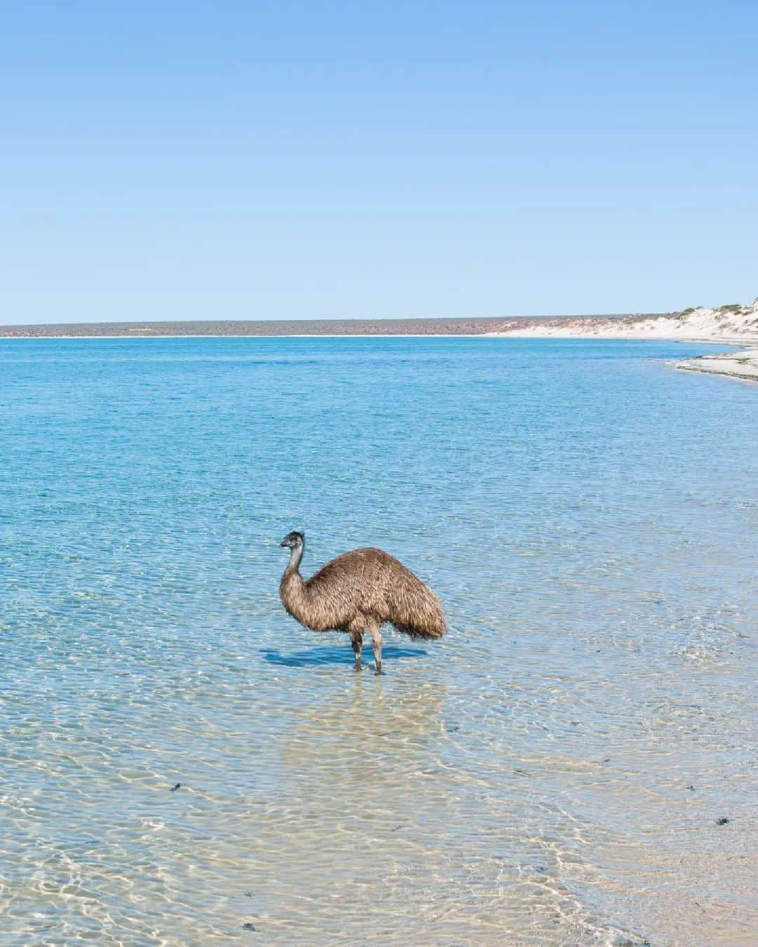 Australiaのインスタグラム：「Not even the locals can resist a cheeky dip at #MonkeyMia! 💙👙 This emu-sing snap by @dylan.dehaas is the kind of candid pic we wish our friends would take of us - the crystal clear water and white sandy shores of @australiascoralcoast are absolute perfection 👌 One of the best ways to spot other local creatures in @westernaustralia's #SharkBay World Heritage Area is with a @wula_gura kayaking tour, joining local Nhanda man Darren 'Capes' Capewell in search of dolphins, dugongs and manta rays 🐬 When you're all tuckered out, head to @heritageresort_sharkbay to unwind.   #SeeAustralia #ComeAndSayGday #WATheDreamState #AustraliasCoralCoast  ID: An emu standing in the shallows of the crystal blue ocean on the edge of a white sandy shoreline.」