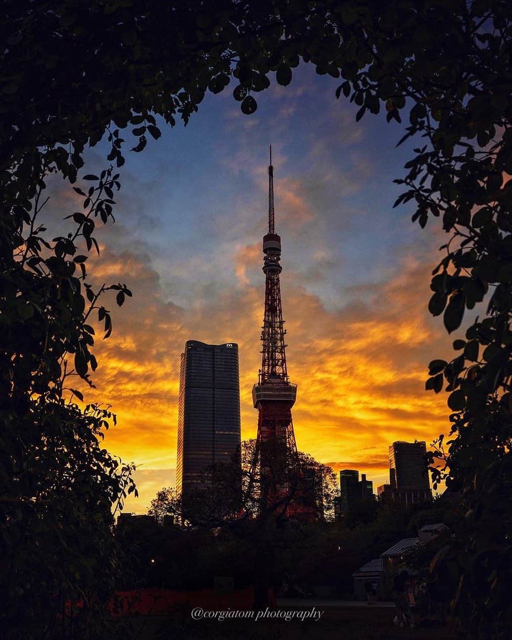 東京タワーのインスタグラム：「. まるで異世界へ通じる入り口のよう！  葉っぱのアーチをくぐった先には マジックアワーを背景に佇む東京タワーが🗼  青空と夕焼けに染まる空の グラデーションも素敵ですね〜✨  本日は、Your Tokyo Tower🗼から @corgiatom さんのお写真をご紹介！  素敵なお写真をありがとうございました😊  ———————————  【 お知らせ 】  🆕 TikTok  東京タワーの公式TikTokアカウントが 開設されました！  詳細はプロフィールにあるリンクから↓ @tokyotower_official  ■ 公式LINE  東京タワー公式LINEでは 東京タワーのイベント情報を お届けしています！  詳細はプロフィールにあるリンクから↓ @tokyotower_official  ■ Your Tokyo Tower 🗼  # your_tokyotowerで あなたの東京タワーをリポスト！  @tokyotower_official の タグ付けをしてくれると見つけやすいよ！  皆様からの投稿 どしどしお待ちしております！  ———————————  #東京タワー #東京タワー🗼  #tokyotower  #tokyotower🗼  #夕焼け #サンセット #sunset」