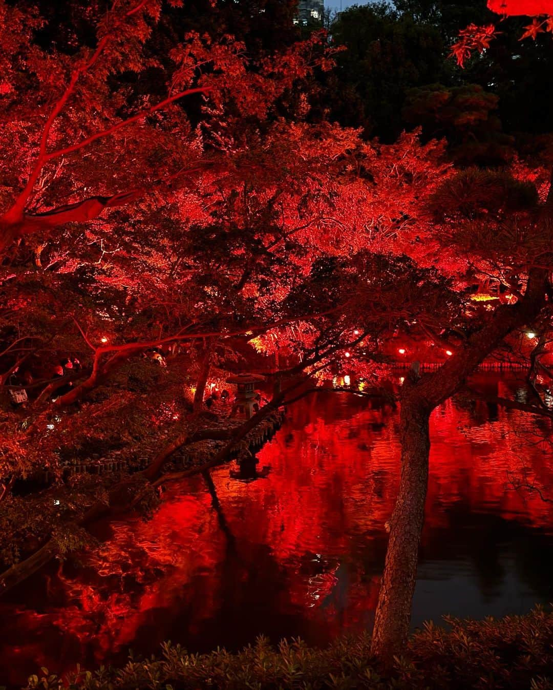 村上麻衣さんのインスタグラム写真 - (村上麻衣Instagram)「🍁TOKYO RED GARDEN🍁  この赤の世界は、 まさに「呪術廻戦　渋谷事変」のオープニング‥🤭  #八芳園#もみじ #紅葉スポット #紅葉 #もみじ狩り #夜景 #夜景スポット #夜景倶楽部 #夜景が綺麗 #tokyo#japan#autumn #beautiful」11月18日 18時43分 - maimaisue