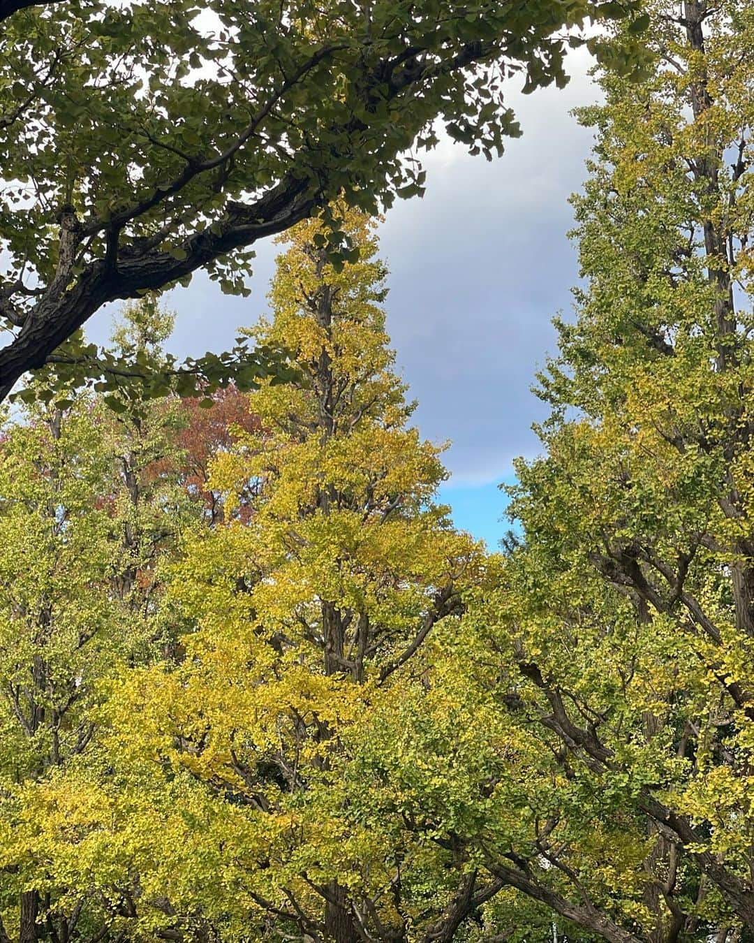 坂本理紗さんのインスタグラム写真 - (坂本理紗Instagram)「まだあんまり黄色に染まってなかった🍂 けど、それも含めて綺麗だったよ〜 ・ ・ ・  #いちょう並木  #外苑前  #フレンチガーリー  #秋服コーデ  #ボーダートップス  #アイドル」11月18日 19時02分 - sakamoto__risa