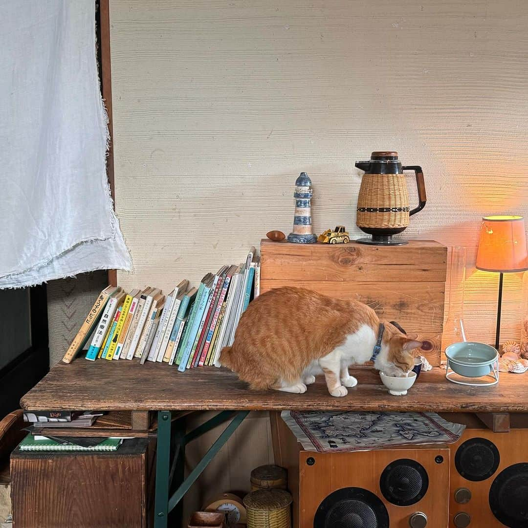 穴井千尋さんのインスタグラム写真 - (穴井千尋Instagram)「. . @cafe_alikwa 🐈 猫ちゃんがいるカフェ☺️  日光が入る落ち着く空間でチャイもスイーツも 美味しかった🧈🤍 . #カフェ #福岡カフェ #福岡 #スイーツ #チャイ #カフェアリワ #cafe #fukuoka #fukuokacafe」11月18日 19時03分 - chihiro_anai_official