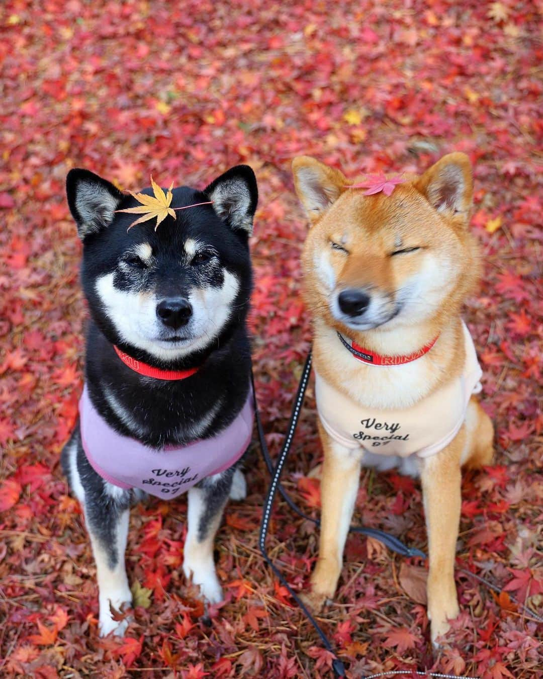 黒柴みくさんのインスタグラム写真 - (黒柴みくInstagram)「みくりなと紅葉🐻🦊🍁 4年前のふたりです。 選べなくて10枚載せちゃいます😆 何枚目が好きか教えてもらえると嬉しいな❤️ * 今年は紅葉撮りに行ってない💦 そろそろ行きたいな〜😄 * * * * #黒柴 #赤柴 #柴犬 #barked * 黒柴みく Miku 🐻 11 years old ❤︎girl 柴犬りな Rina 🦊 5 year old ❤︎girl  #みくりな202311 2023.11.18㊏」11月18日 19時44分 - 9648miku