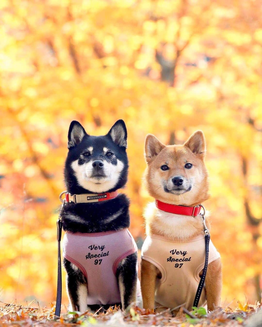 黒柴みくのインスタグラム：「みくりなと紅葉🐻🦊🍁 4年前のふたりです。 選べなくて10枚載せちゃいます😆 何枚目が好きか教えてもらえると嬉しいな❤️ * 今年は紅葉撮りに行ってない💦 そろそろ行きたいな〜😄 * * * * #黒柴 #赤柴 #柴犬 #barked * 黒柴みく Miku 🐻 11 years old ❤︎girl 柴犬りな Rina 🦊 5 year old ❤︎girl  #みくりな202311 2023.11.18㊏」