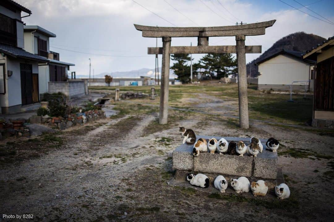 8282さんのインスタグラム写真 - (8282Instagram)「御旅所の猫たち ・ ・ #島猫 #カワイイだけが猫じゃない #cat#animal#gato #ねこ#猫#東京カメラ部 #IGersJP#nekoclub#NEKOくらぶ #catlover#catloversclub #写真撮ってる人と繋がりたい ・ #非演出のススメ」11月18日 19時57分 - haniyan0821