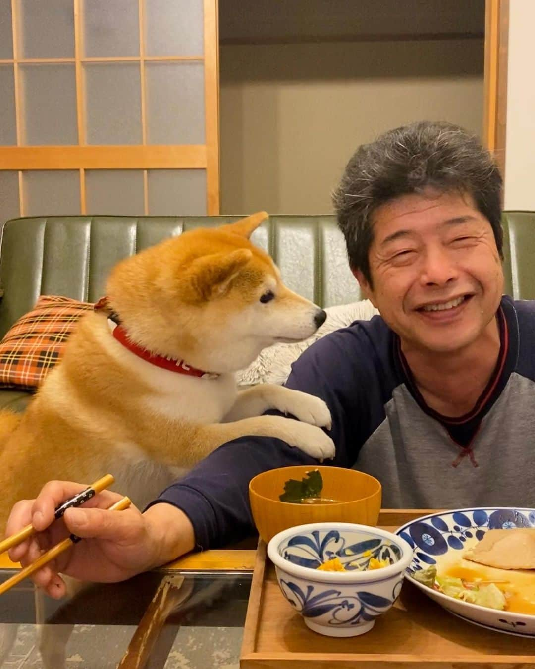 柴犬小雨のインスタグラム