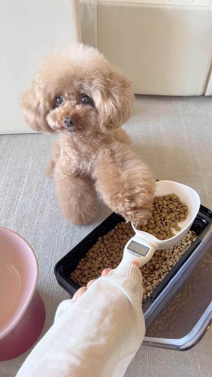 ショコラ❤︎あずき❤︎パンナのインスタグラム：「最初のを見て2回目は学習したと思いますか⁉️👀😅  Do you think you learned from watching it the first time?  #asmr #トイプードル #プードル #犬のいる暮らし #toypoodle #poodle #dog #instadog #cutedog #あずしょこぱん #パンナ #dogstagram」
