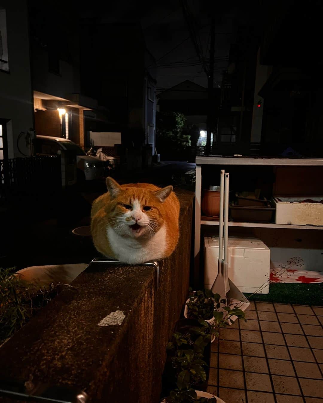 Kachimo Yoshimatsuのインスタグラム：「待ってた。  ただいま〜！  おかえり〜！  #うちの猫ら #猫 #chameshi #ねこ #ニャンスタグラム #にゃんすたぐらむ #ねこのきもち #cat #ネコ #catstagram #ネコ部 http://kachimo.exblog.jp」