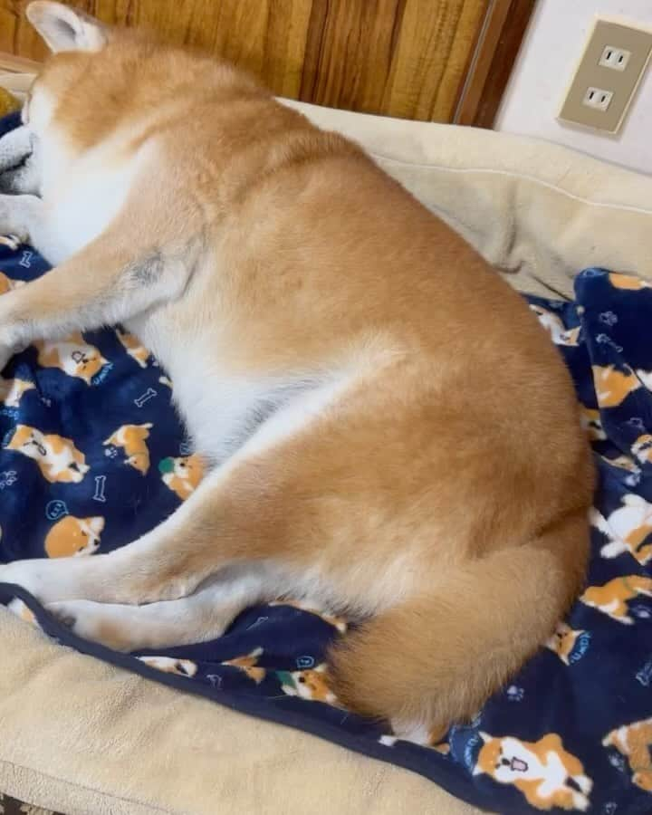 shibainu berryのインスタグラム：「Good night🐻💤 今日は寒い🥶 暑がりのおやじは暖房が暑くなってくるとベッドを出て地べたに移動してます😅 ①ベッドですやすや💤 ②起こしてしまった😅 ③④⑤キジちゃん毛布でぬくぬく過ごしてます😽 #犬の脾臓腫瘍 #犬の腫瘍摘出手術 #僧帽弁閉鎖不全症 #僧帽弁閉鎖不全症の犬 #僧帽弁閉鎖不全症手術済 #僧帽弁閉鎖不全症克服 #柴犬 #柴 #べりやん #べりむく #多頭飼い #徳島 #berry #shiba #shibainu  #shibainumania #ぷにっと部 #口角キュキュッと部 #チーム俺様 →部員絶賛募集中 #shiba_snap #proudshibas #instagramjapan #ふわもこ部 #pecoいぬ部 #pecotv #9gag @9gag @barked」