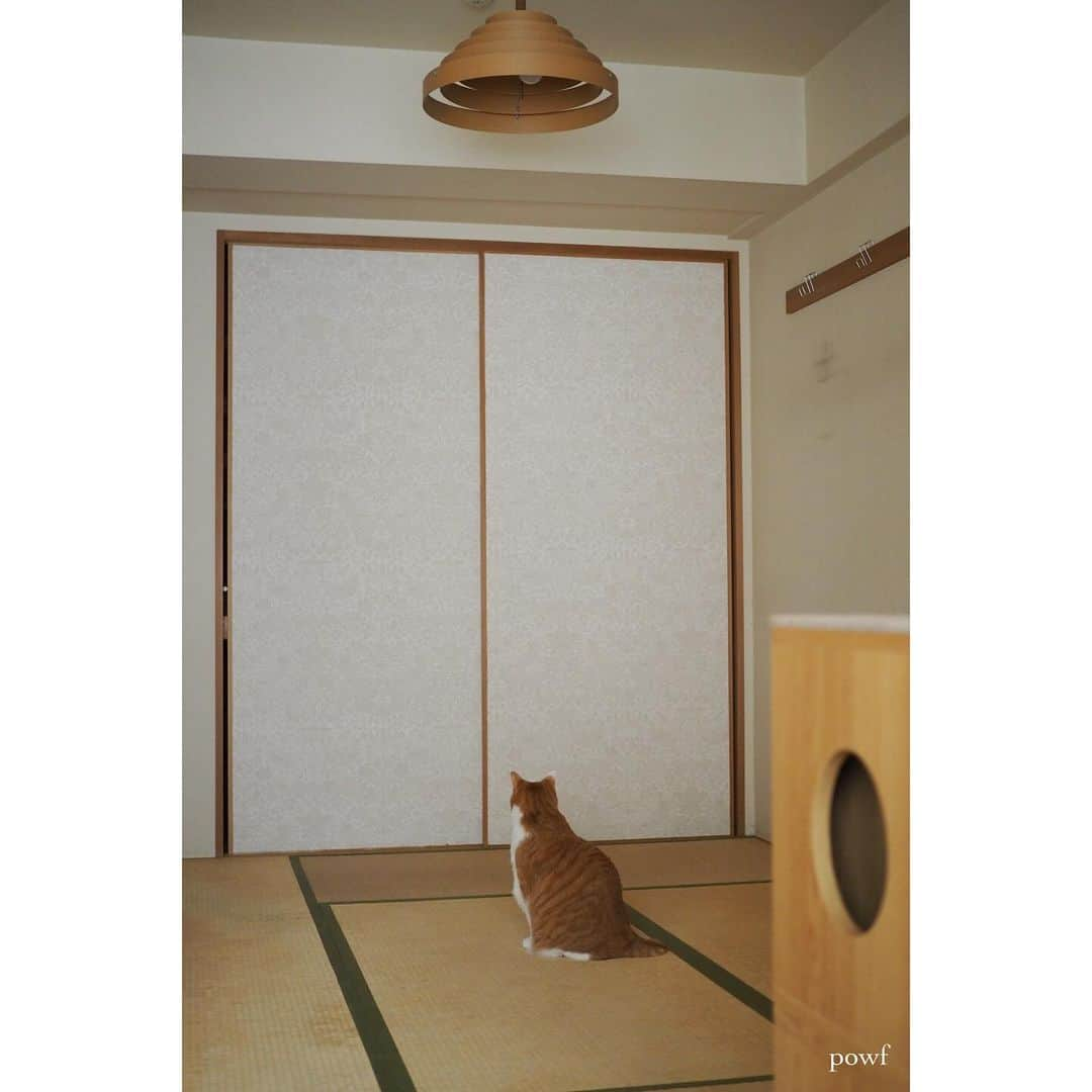 anemone_69さんのインスタグラム写真 - (anemone_69Instagram)「🐈 . さようなら、畳。 . . #ハカセとキョウジュ #茶トラ白 #茶白 #cat #猫 #保護猫 . . .」11月18日 22時19分 - powf