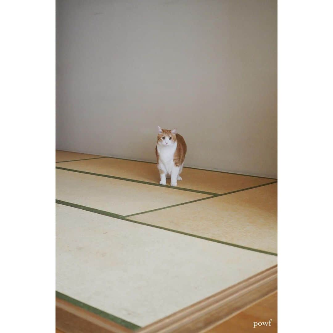 anemone_69さんのインスタグラム写真 - (anemone_69Instagram)「🐈 . さようなら、畳。 . . #ハカセとキョウジュ #茶トラ白 #茶白 #cat #猫 #保護猫 . . .」11月18日 22時19分 - powf