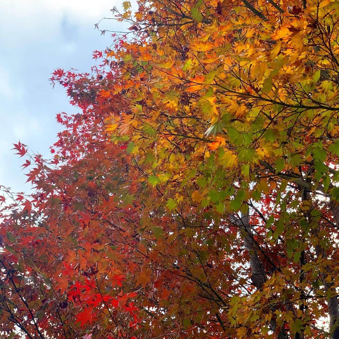 佐藤友子さんのインスタグラム写真 - (佐藤友子Instagram)「今朝起きたら「色づいてきた木々を味わいたい、落ち葉のうえを歩きたい！」とむくむくっと思いました。  夫に朝ごはん食べながらそれを話したら、じゃあ車走らせて日本庭園にでも行ってみようかとなりました。  息子が土曜日は昼過ぎに学校から帰ってくるので、そんな中学生活になってからというもの、土曜日は半日「今日はどうしようか？」と夫婦で話すことが増えました。  今日はだらだらしたいね、わたしは溜まった家事をするわ、それぞれで好きに、という日もあれば、今日みたいにふたりで出かける日も。  真っ黄色に染まった銀杏の木の下に立ち黄色の世界に吸い込まれそうになったり、赤やオレンジに染まった紅葉の色の重なり合いにうっとりしたり。  息子がずっと小さかった頃に同じ場所に来たので、木の下に大量に落ちてる木の実を見れば「これあの頃だったら狂ったように拾い集めてたよね」と言い合ったり「いやー、この和菓子は今でも喜んで食べるね」となったりで、やたらと息子の話題になってしまいます。  どこに行くでも一緒行動だった息子が、だんだんと親とは離れた自分や友人との時間を過ごすようになる。 それに私たち親も、身軽にまたふたりで行動できる日が帰ってきてうれしい気持ちと、どこか寂しい気持ちとのあいだで不思議と揺れています。  家に帰るやいなや、息子にたくさんの色づいた木々の写真を見せました🍁  さあ、明日は日曜日だけれど大事な大事な打ち合わせ。早く寝て備えます。  みなさんも、よい日曜日を☕️  #紅葉狩り  #休日の過ごし方  #北欧暮らしの道具店」11月18日 22時21分 - tomokosato_hokuohkurashi