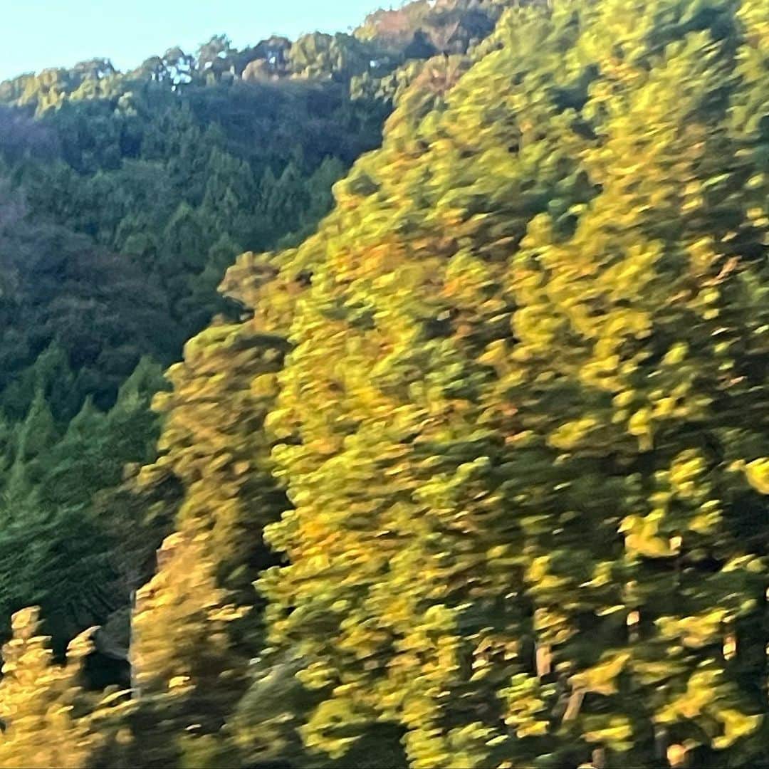 のインスタグラム：「バスの中で夕焼けかかった緑綺麗だったから撮ったんだけど、上手に撮れなかったーブレブレ😓😓💭 ブロッコリーみたい🥦😳😓」