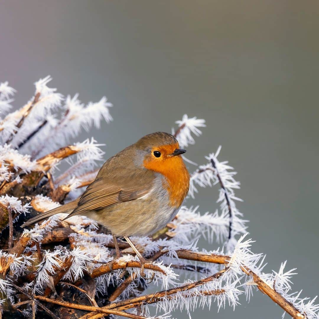 Discoveryのインスタグラム：「Winter is coming in the Northern Hemisphere, but the European robin isn't bothered. These songbirds overwinter in much of their range and sing year round. ❄🎶  📷: Lillian King  #birds #wildlife #latefallvibes」