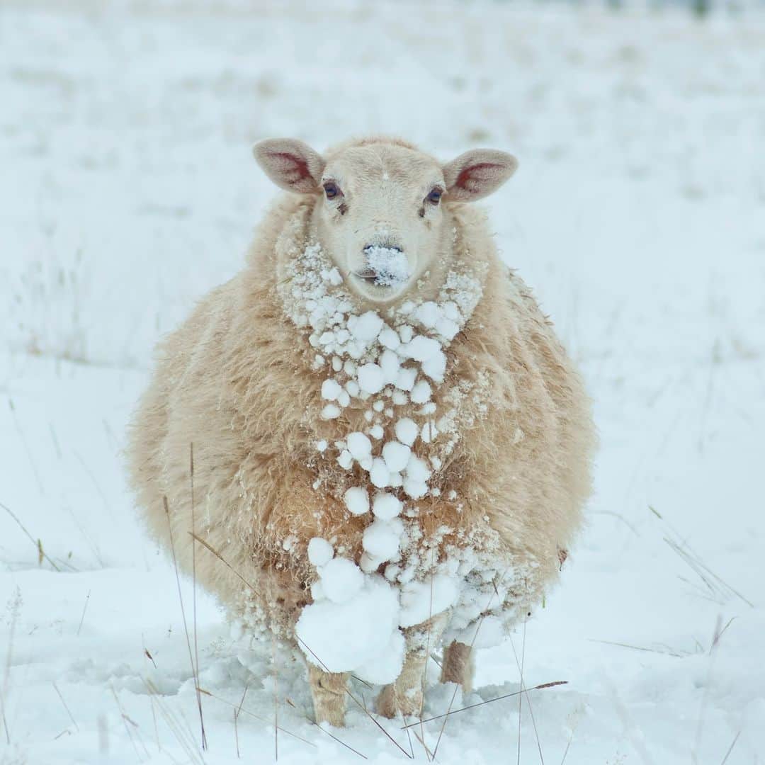 アニマルプラネットのインスタグラム：「Has it snowed yet in your neck of the woods? Might be time to get out the wool coats...🐑❄  📷: Peter Towle  #animals #lateautumnvibes」