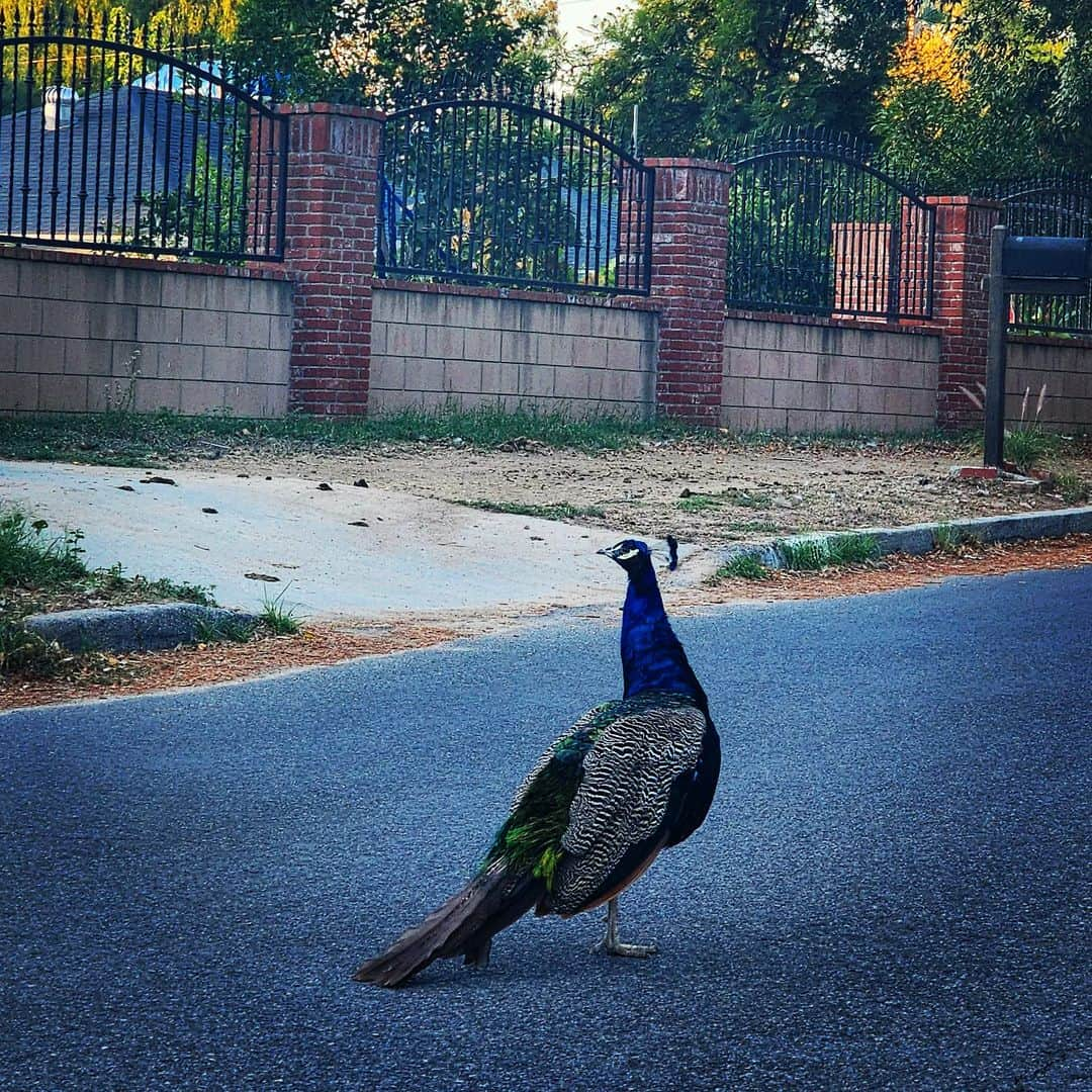 ガソリングラマーのインスタグラム：「Morning Peacock 🦚✨ #peacock #peacocksrule #peacockempire #ilovepeacocks #peacocktime #peacockmagic #shadowhills #THANKYOU #wildpeacocks #peacockdaddy #peacockmagic #peacocks #peafowl」