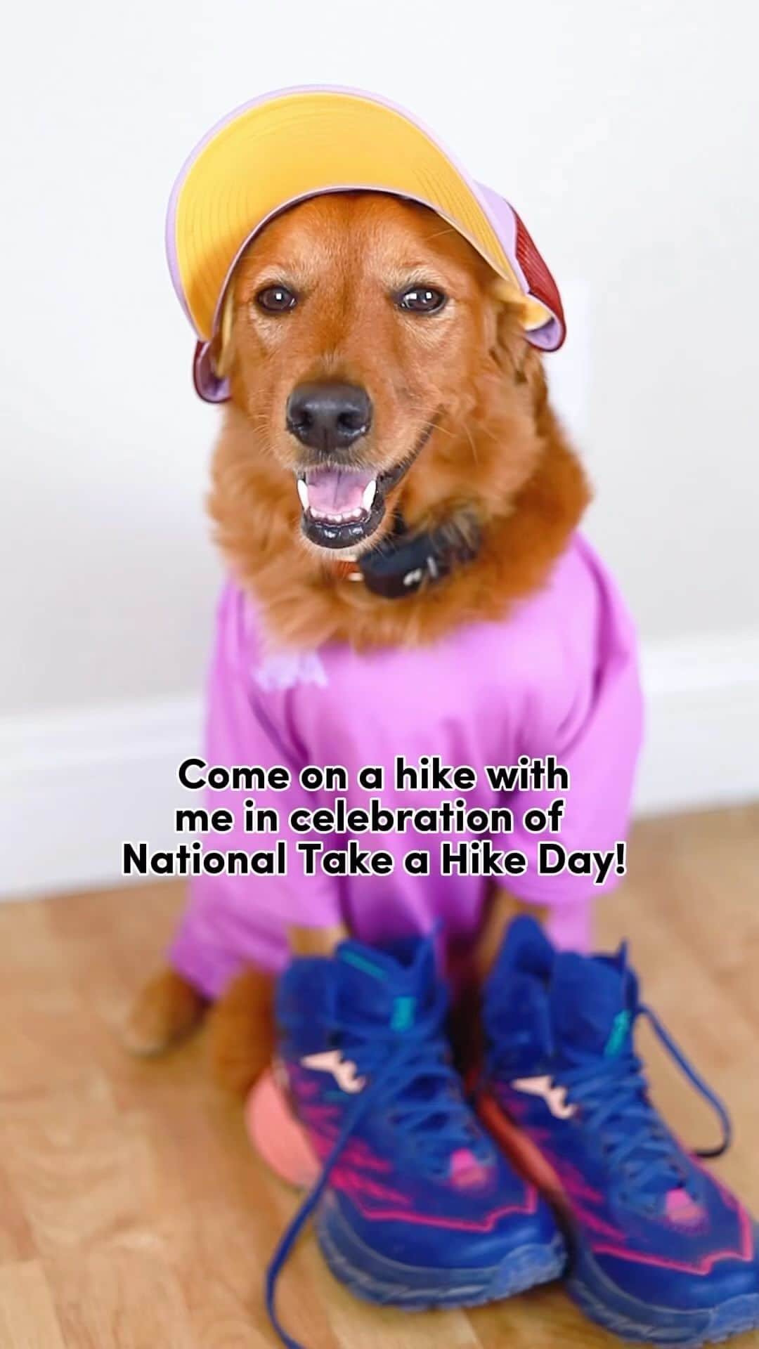 ホカオネオネのインスタグラム：「Happy National Take a Hike Day! To celebrate, we put on our @hoka gear and @fi.dogs collar and hit our favorite trails! 🐾   If you know me, a day well spent is a day with dirt beneath my paws.  We love the physical challenge just as much as the outdoor stimulations of different smells and textures of various terrains.  It’s a way for us to escape our routines and immerse ourselves in beauty and in nature.  Spending a day hiking with my human is always so special.  I hope this inspires you to head out and log some happy miles with your pups! 🧡  #hoka #fidogs #dogtracker #activedog #nationaltakeahikeday」