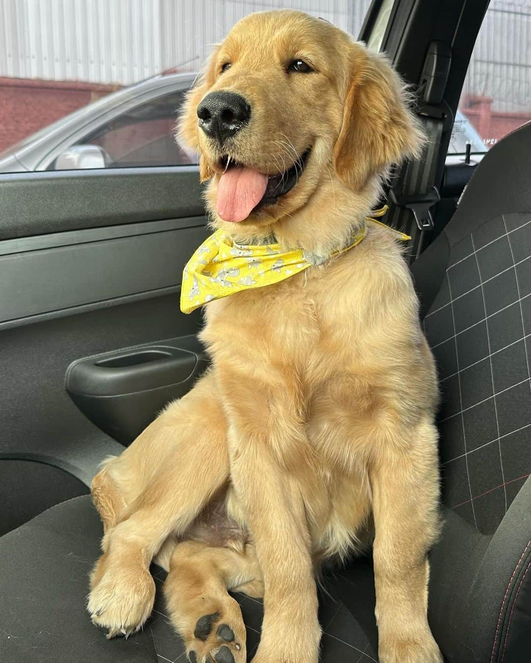 Bobさんのインスタグラム写真 - (BobInstagram)「3 meses vs 5 meses」11月19日 0時39分 - bob_marley_goldenretriever