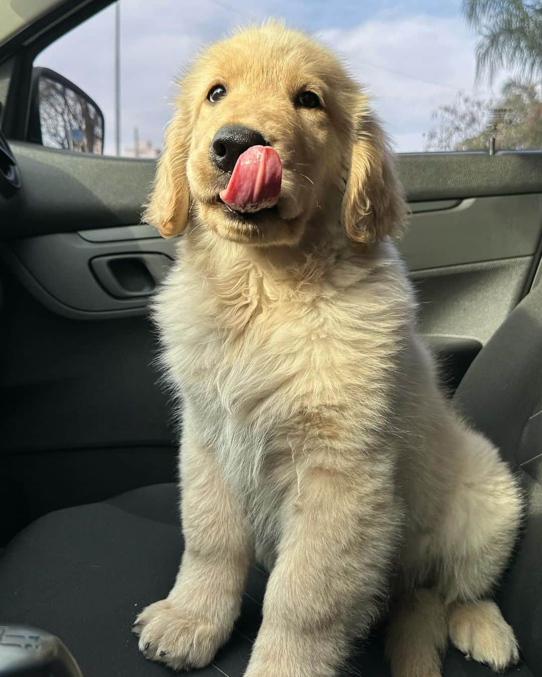 Bobさんのインスタグラム写真 - (BobInstagram)「3 meses vs 5 meses」11月19日 0時39分 - bob_marley_goldenretriever