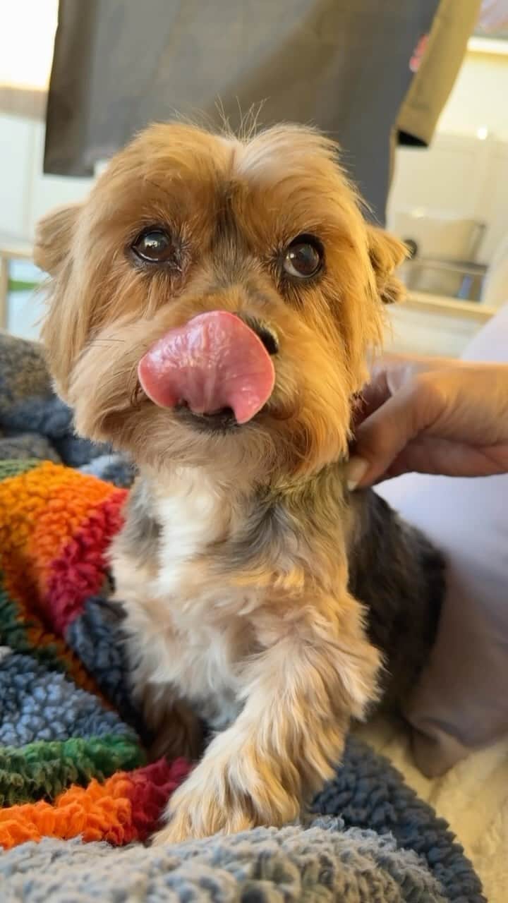 のインスタグラム：「Sammy 💭 Come on mommy! It’s din din time!! 😆♥️😋👏🏼 #DinDinTime #FeedMeNow #HangryDog #AlwaysHungry #ICanAlwaysEat #NeverFull #Bottomless #LetsMakeDinner #SpeciesAppropriateDiet #DrHarveysDogs」
