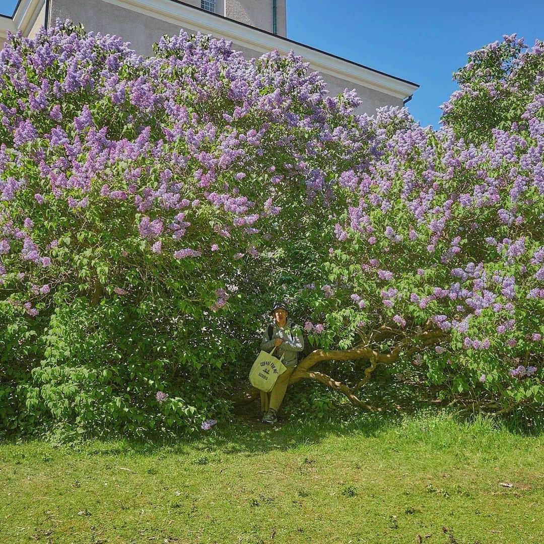 平岡佐智男さんのインスタグラム写真 - (平岡佐智男Instagram)「北欧新婚旅行記22:世界遺産スオメンリンナ島はおすすめだ  ヘルシンキ4日目、我々はフィンランドの世界遺産の一つ、スオメンリンナ島に来ていた。 スオメリンナ島はライラックの花が咲き乱れていて、本当に綺麗な島だった。  到着早々、教会の下に原っぱがあったのでそこでお弁当を食べる事にした。 お弁当は妻がアパートでサンドイッチを作ってくれていた。 市場で買ったチェリーやベリーも持ってきていたし、お弁当のメニューはアパートの近くのめちゃうまベーカリカフェLEVAINで買ったフォカッチャにハニエカミ市場で買ったソーセージをグリルしたものにヘルシンキの野菜をさはんでいた。  我々は世界遺産の芝生でこれでもかとフィンランドを満喫していた。 そして、外でお弁当ランチをすることを見越してレジャーシートを日本からもちこんでいた妻の計画性を心から尊敬した。  外で何かを食べると必ず彼らがやってくる。 全体に見逃してはくれないのだ  カモメだ。 食べ始める前から、食べ始めそうだと言う気配を感知して、そっと地上に降り立つ。 そして、こちらが食べ始めるのを確認して、本当に半歩ずつじりじりを距離を詰めてくる。  こちらに気づかれていないと完全に思っているところが、憎めないところだ。 ただ、LEVAINのめちゃうまクロワッサンにで作った妻のたまごサンドが出てきた時は、クロワッサンの記事がパラパラこぼれ落ちることを知っているのか、全然気してないと言う雰囲気をよそおっているものの、目の色が変わったことは記載しておきたい。 　 カモメとの小競り合いも楽しみつつ、サンドイッチを美味しくいただいて、スオメンリンナ島のカフェで買ったラテを飲みながら、景色を楽しんでいた。 木々の木漏れ日、湿気がなく過ごしやすい気候、咲き誇るライラック。 信じられないぐらい綺麗な場所だなと思った。  仮に日本で後ろから殴られて気絶して、その間にスオメンリンナ島に連れて来られて、目が覚めた時、「ここが天国です」と言われたら、信じてしまうだろうなと思った。  ただ、このスオメンリンナ島はただの綺麗な島という訳ではなかったのだ。  つづく  ーーーーーーーーーーーーー  SACHIOPIA COFFEE 毎週月曜火曜8:00-21:00 東京都武蔵野市吉祥寺南町1-17-10　F＆Ｗビル１階2号室  塩カフェラテご注文ありがとうございます😭 もはや塩カフェラテ屋と化しております 来週もお待ちしております  #新婚旅行 #海外旅行 #北欧 #フィンランド」11月19日 20時00分 - sachio_coffeeforme
