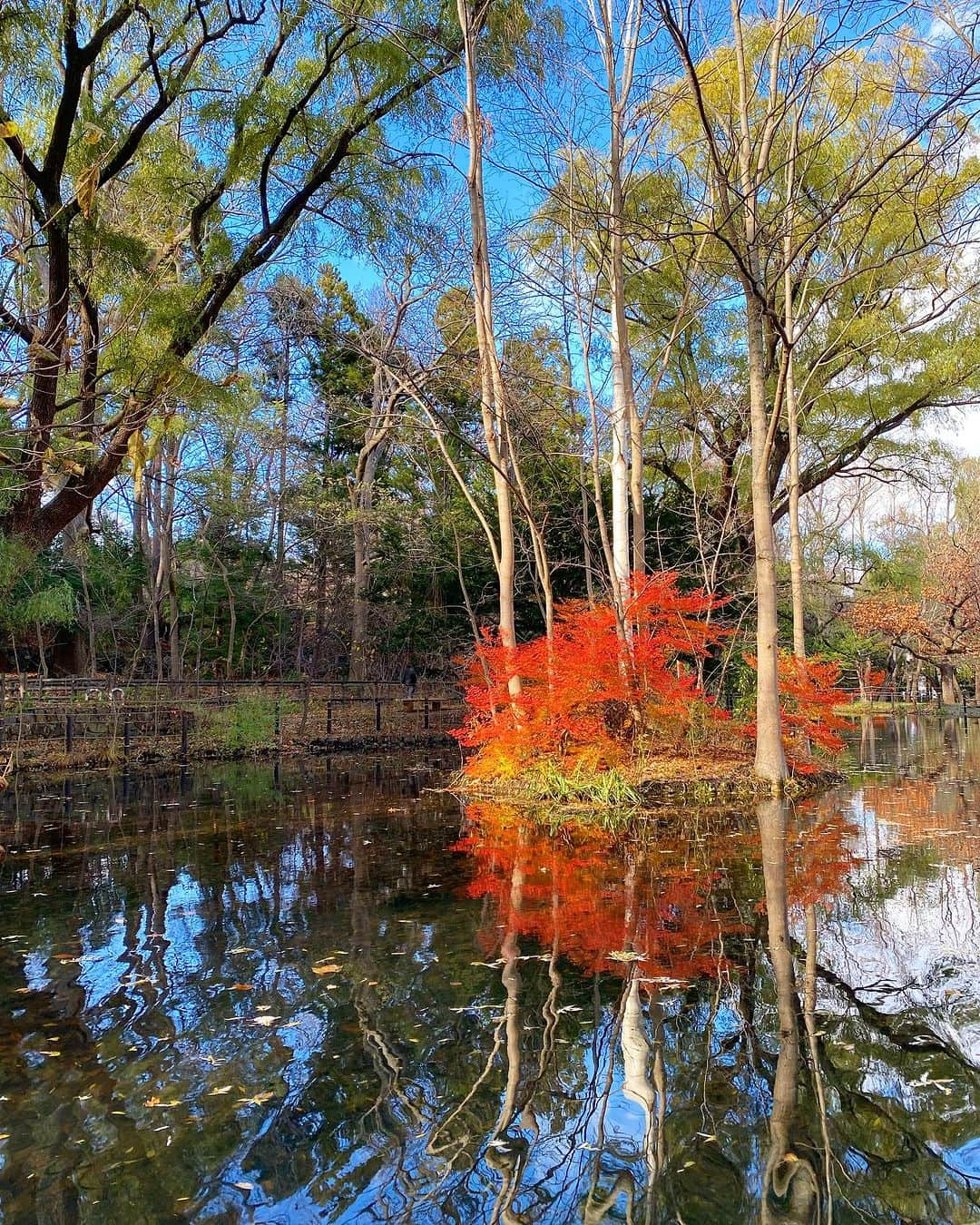 茜ゆりかのインスタグラム：「まだ秋残ってた🍂  #円山公園 #札幌子育て #男の子ママ」