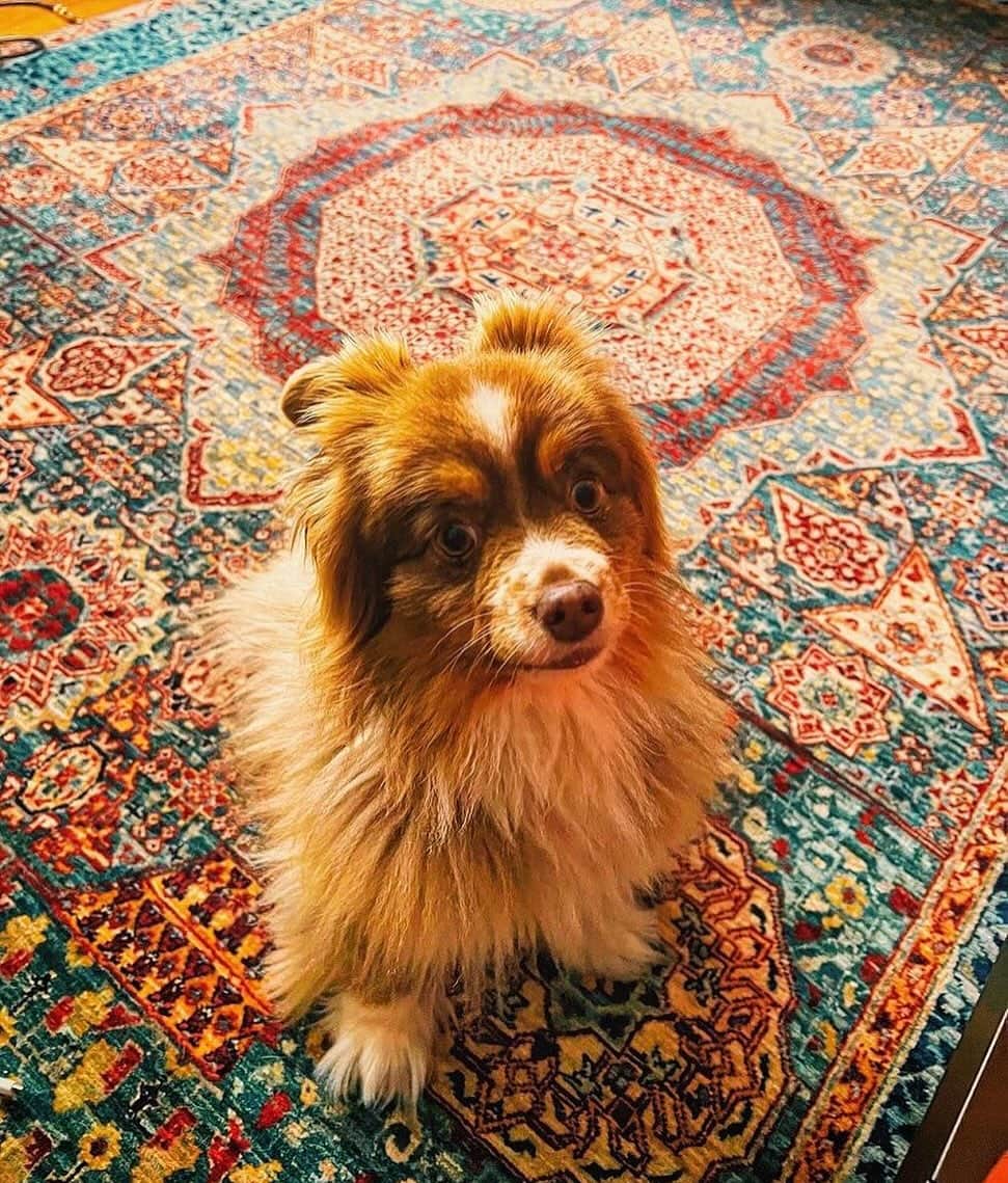 野沢直子のインスタグラム：「預かってた犬2匹、帰っちゃった。さびしいいいい。 写真は、帰ったうちの1匹、クマです。かわいい🩷 また来てー。すぐ来てー。笑 #dogsofinstagram  #doglover」