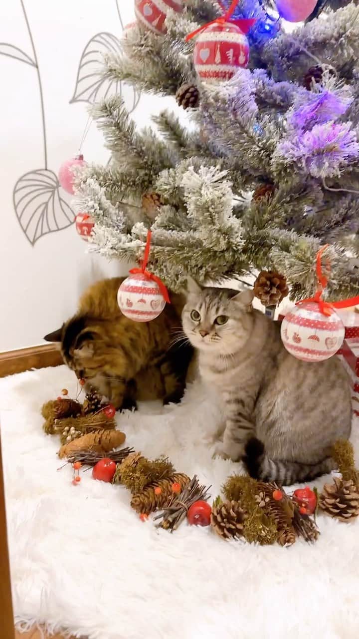 益子直美のインスタグラム：「待ち合わせははツリーの下ね！🐈  #猫とクリスマスツリー  #クリスマスツリー」