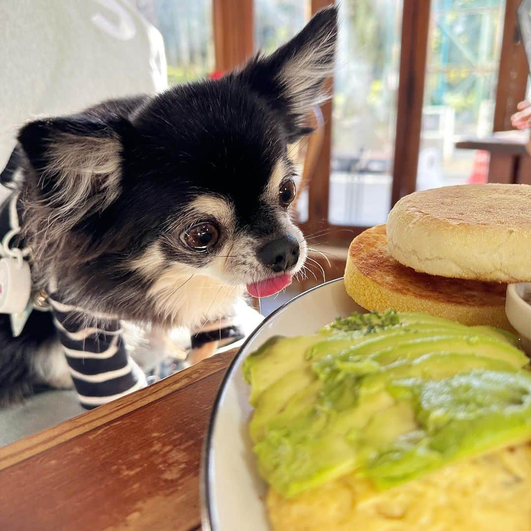 中倉隆道のインスタグラム：「. 幸せモーニングセットを狙うルフト🐶🐾  マッシュルームとチーズが入ったオムレツ🍳 ARMS @arms_burger のセロリの入ったハニーマスタードソースが本当に美味すぎ😋  朝から陽射し浴びてぽかぽかのんびり✨  #モーニング #モーニングセット #わんこ #ワンコ #わんこのいる生活 #チワワ #愛犬 #luft #チワワ大好き #instachihuahua #dog #cutedog #강아지 #puppy #chihuahuas #わんことお出かけ」