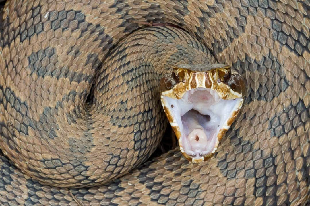 ナショナルジオグラフィックのインスタグラム：「Photo by @macstonephoto | Let's set the record straight on one of the most maligned reptiles in the United States, the cottonmouth. They are feared and loathed by many, but these animals don't want anything to do with people. This scene might induce terror—and it's supposed to. Their namesake comes from a generous warning display of opening wide to signal their venomous bite. If you're close enough to see the white of their mouths, it's their way of politely asking you to back away. Also called a water moccasin, the snake is essential to wetland ecosystems, preying on rodents, fish, and even other snakes. I think they're beautiful, and I always get excited when I see one curled up on a log or along a trail. For more images from swamps and wetlands, follow @macstonephoto.」