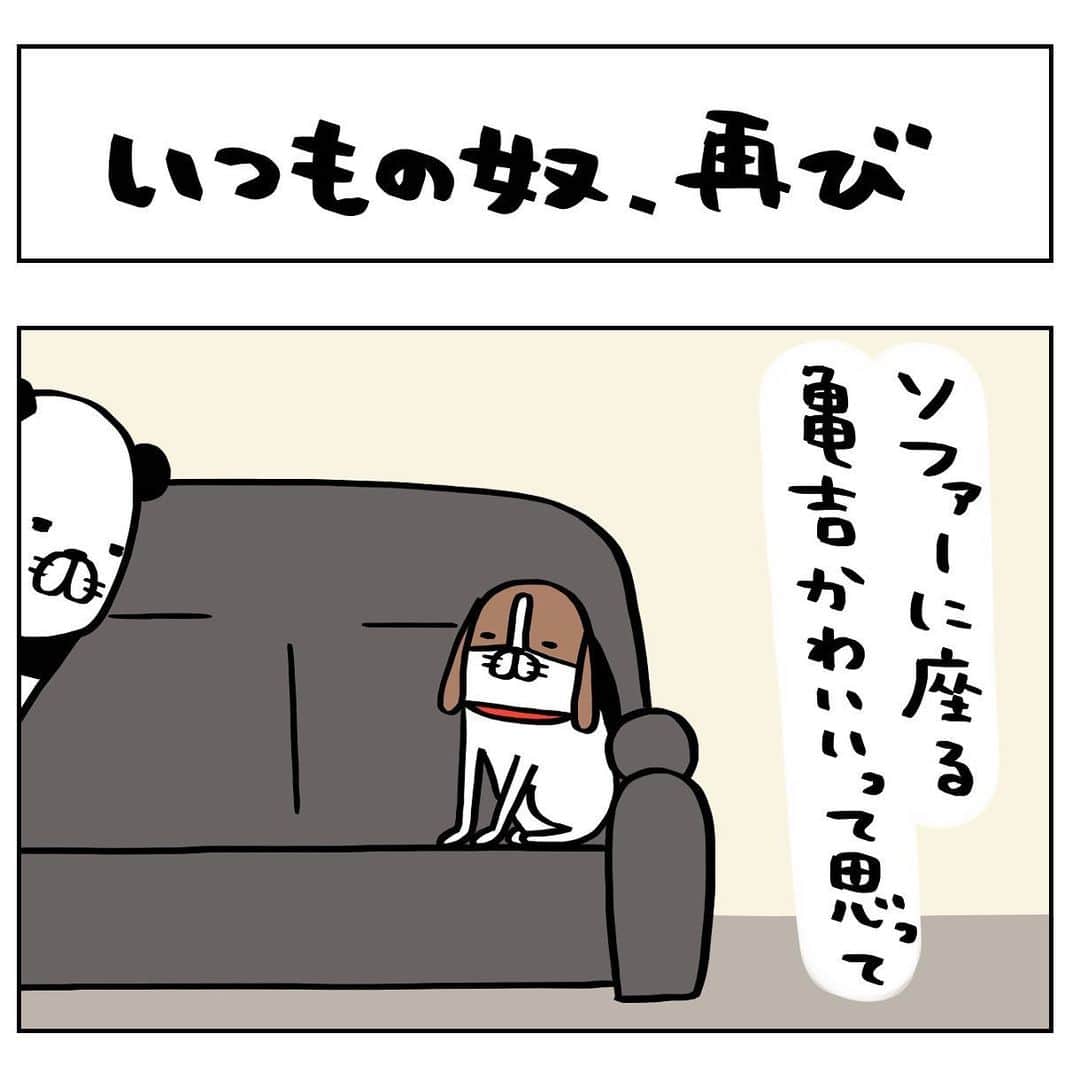 スティーヴン★スピルハンバーグのインスタグラム：「日常4コマーぬと 割り込みーぬとボヤけーぬ  #4コマ#パンダと犬#犬かわいい#犬#ビーグル#スティーヴンスピルハンバーグ」